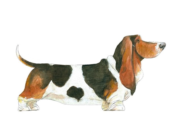 Basset Hound