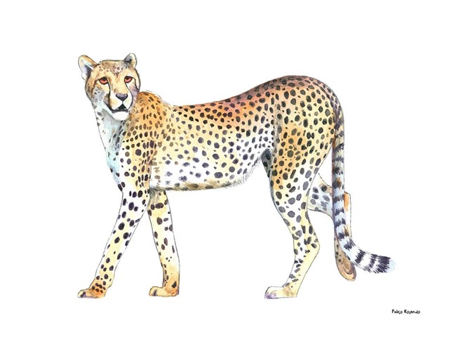 Leopardo