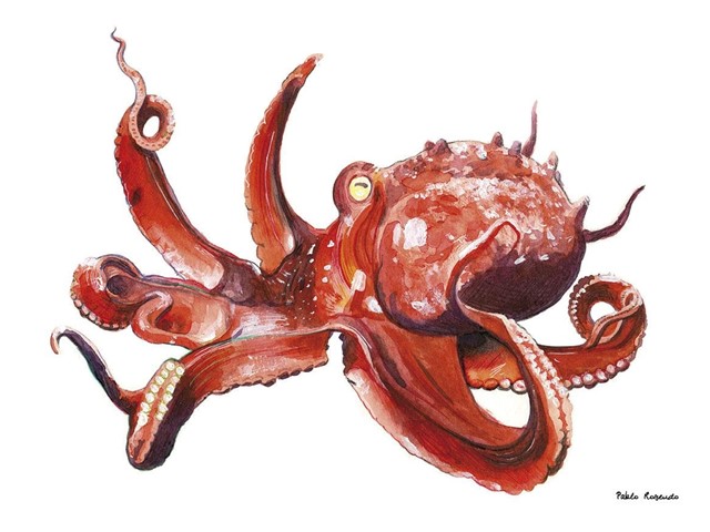 Pulpo